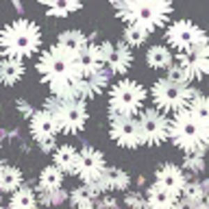 Meet your Posher, Vicki